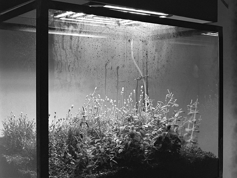 ScottHunter - Chambre noireÉcologie