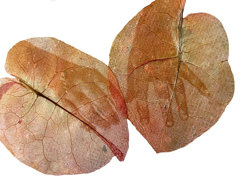 Almudena Romero. L'acte de produire. Le changement de pigment.