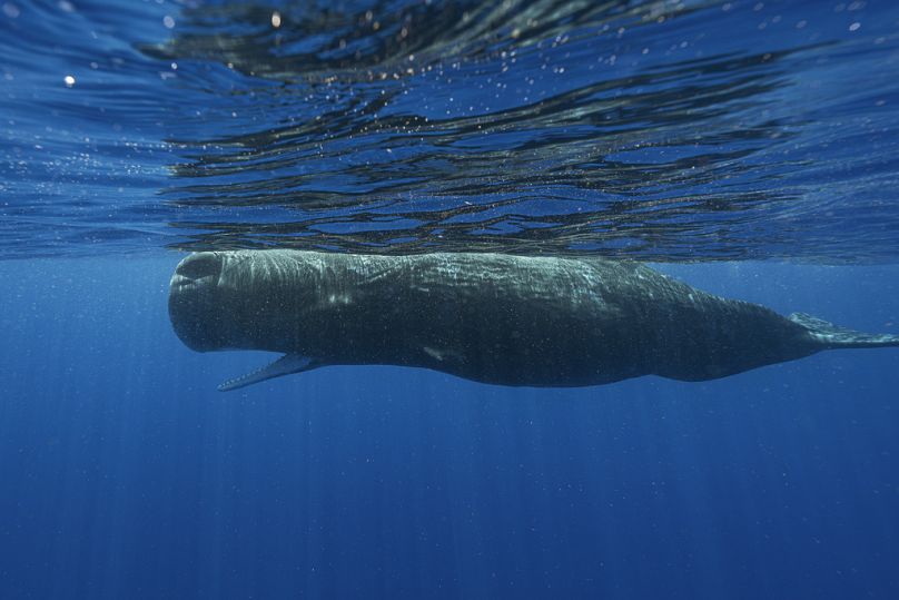Un cachalot nage au large de la Dominique en mars 2024. 