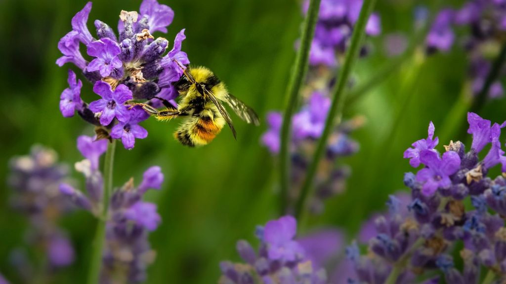 Increase native pollinating insect populations by planting wildflowers in your garden.