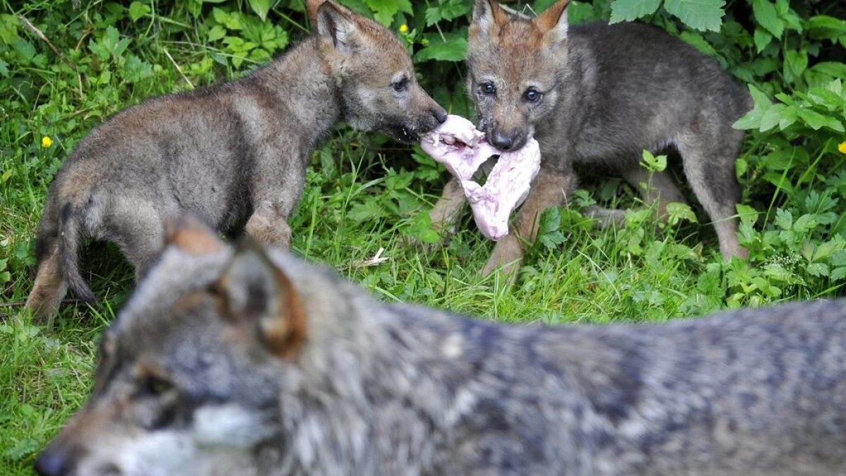 Wolf cubs in Vallorbe, Switzerland in 2009. Populations in many parts of Europe have grown in recent years.
