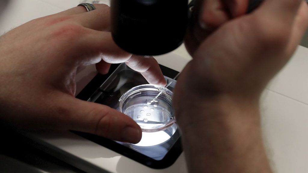 Lab staff prepare small petri dishes, each holding several 1-7 day old embryos, for cells to be extracted from each embryo to test for viability in the US.