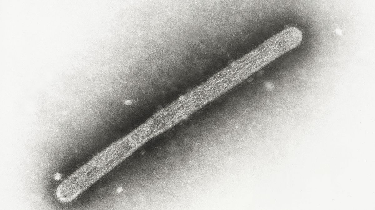 This 2005 electron microscope image shows an avian influenza A H5N1 virion.