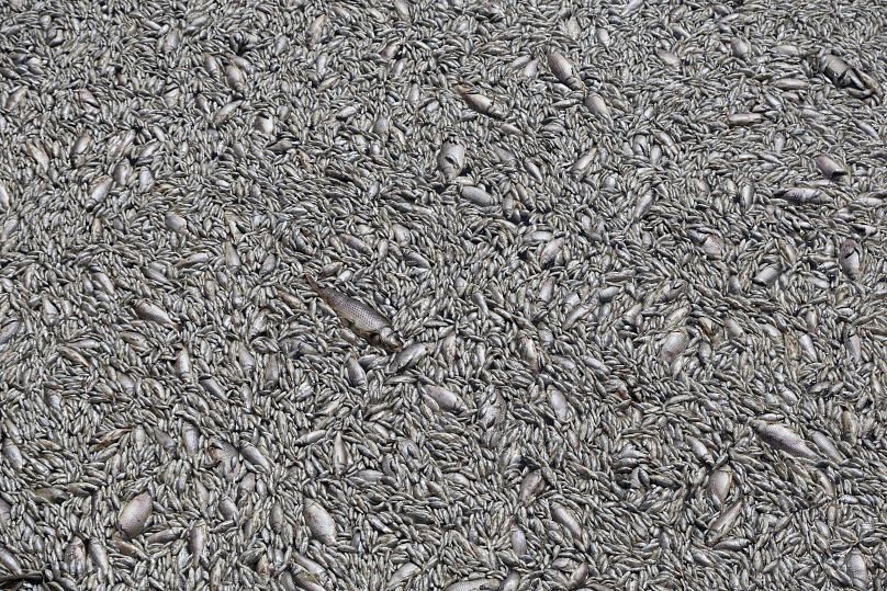 Des tonnes de poissons morts remplissent une rivière près de la ville portuaire de Volos, le 29 août 2024