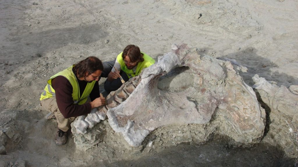 Process of extracting part of the remains of Qunkasaura during the excavation at Lo Hueco in 2007