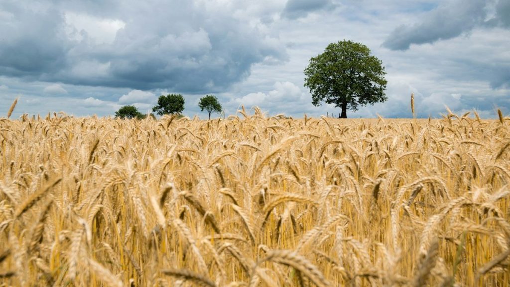 Wheat has been one of the worst affected crops across England this year