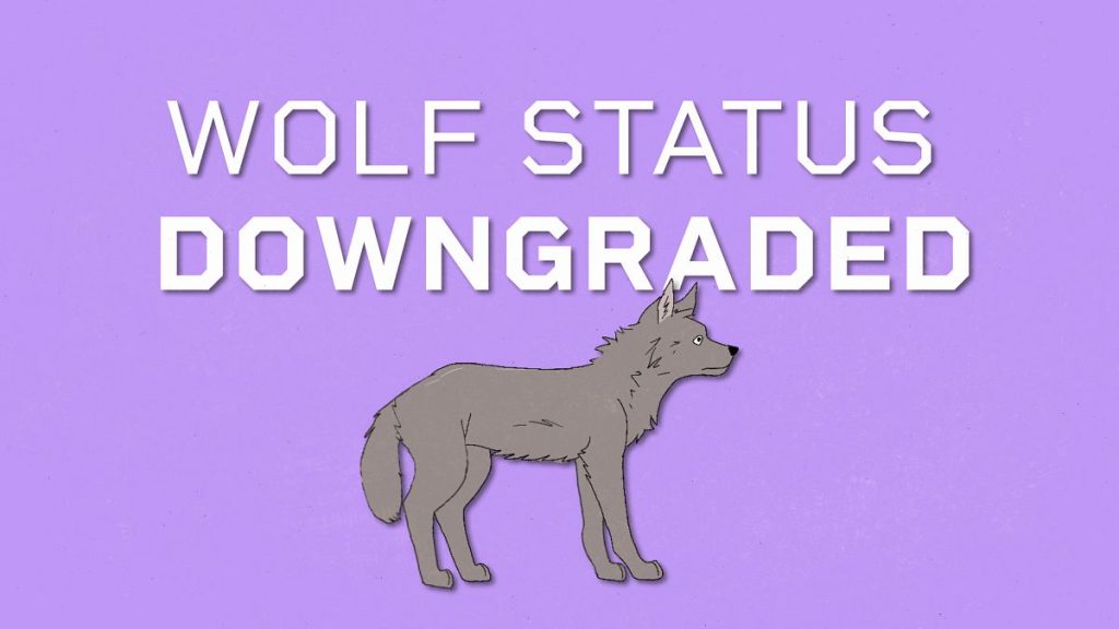 EU DECODED: How and why is EU downgrading protection status of wolves?