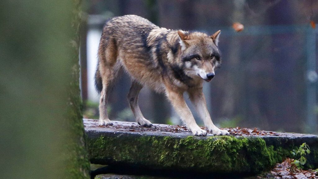 A European wolf in a wildlife park in Hanau, Germany