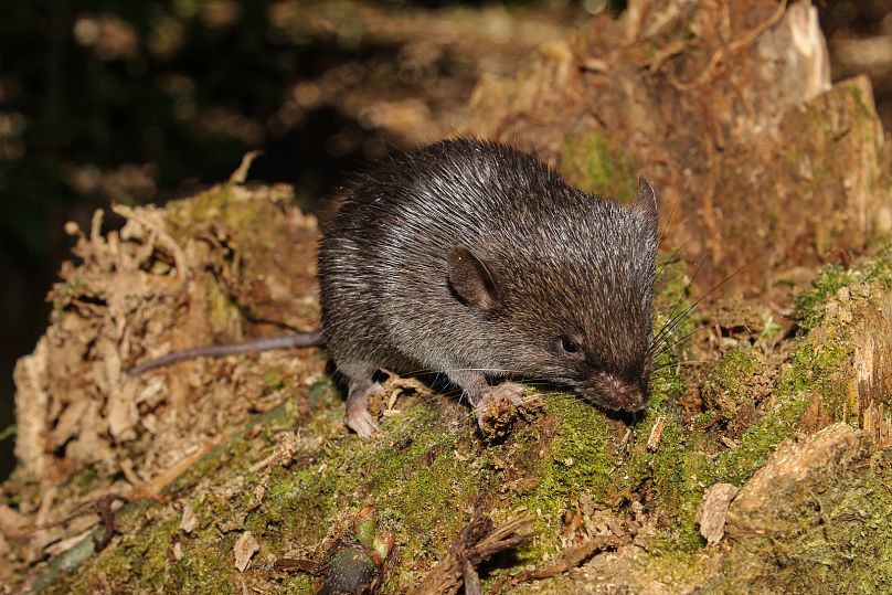 Une nouvelle espèce de souris épineuse (Scolomys sp.), découverte lors d'une expédition d'évaluation rapide de Conservation International dans le paysage de l'Alto Mayo au Pérou.