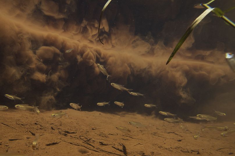 Des poissons nagent devant la boue libérée par l'effondrement du barrage d'une société minière, au Brésil.