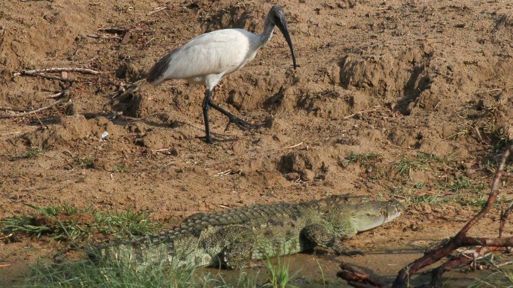 A sacred ibis wades through wetland