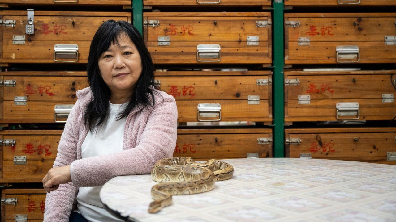 Chau Ka -ling, propriétaire du restaurant Snake Soup géré par la famille, est à côté d'un serpent pour animaux de compagnie dans sa boutique à Hong Kong - lundi 6 janvier 2025.