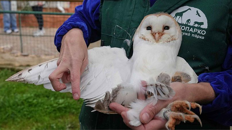 L'agent de conservation Anna Kazazou examine l'aile d'une chouette de grange au parc zoologique d'Attica, près d'Athènes, le 21 janvier 2025.