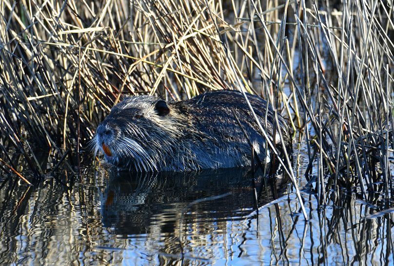 Une autre espèce invasive, le nopre sud-américain, vu dans la rivière italienne Volturno