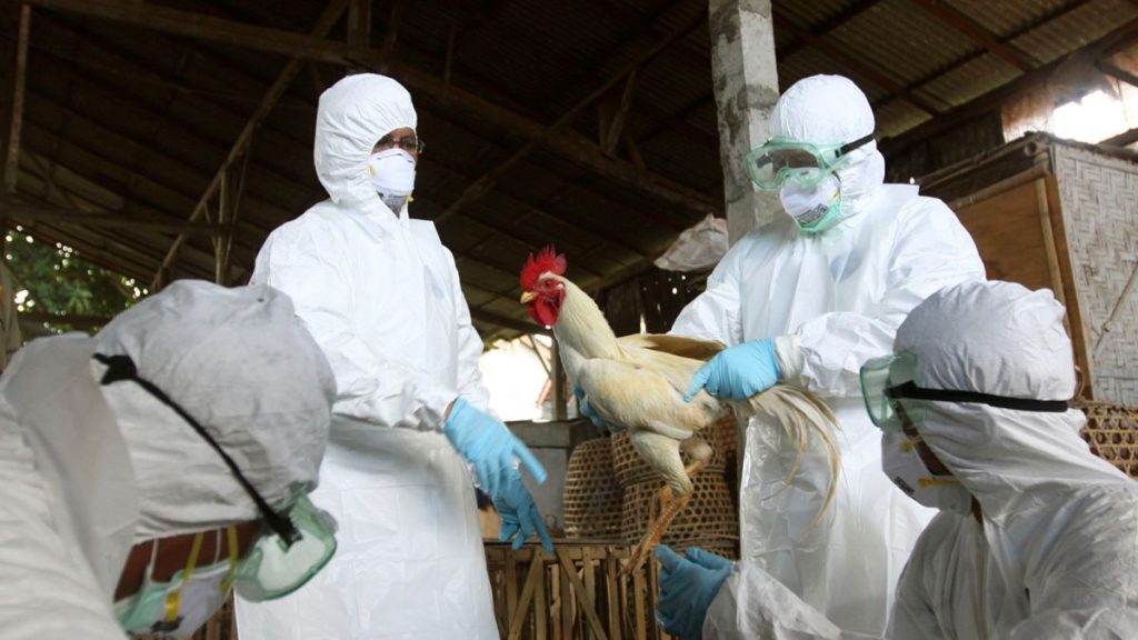 European agencies call for better preparedness and greater information sharing on avian flu.