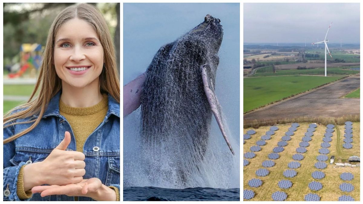 Positive stories this January include new climate sign language, whale sightings, and battery innovation