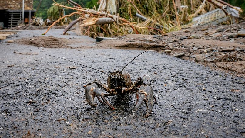 Une écrevisse marche sur le trottoir après le retrait des eaux de crue de la rivière Ahr à Schuld, en Allemagne.