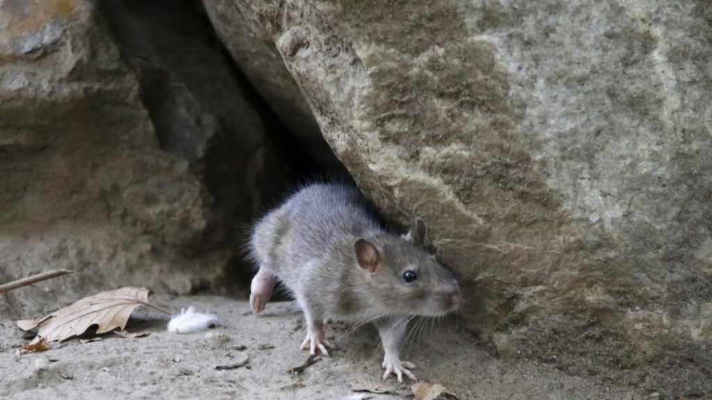 A rat scurries in a built-up area of New York City
