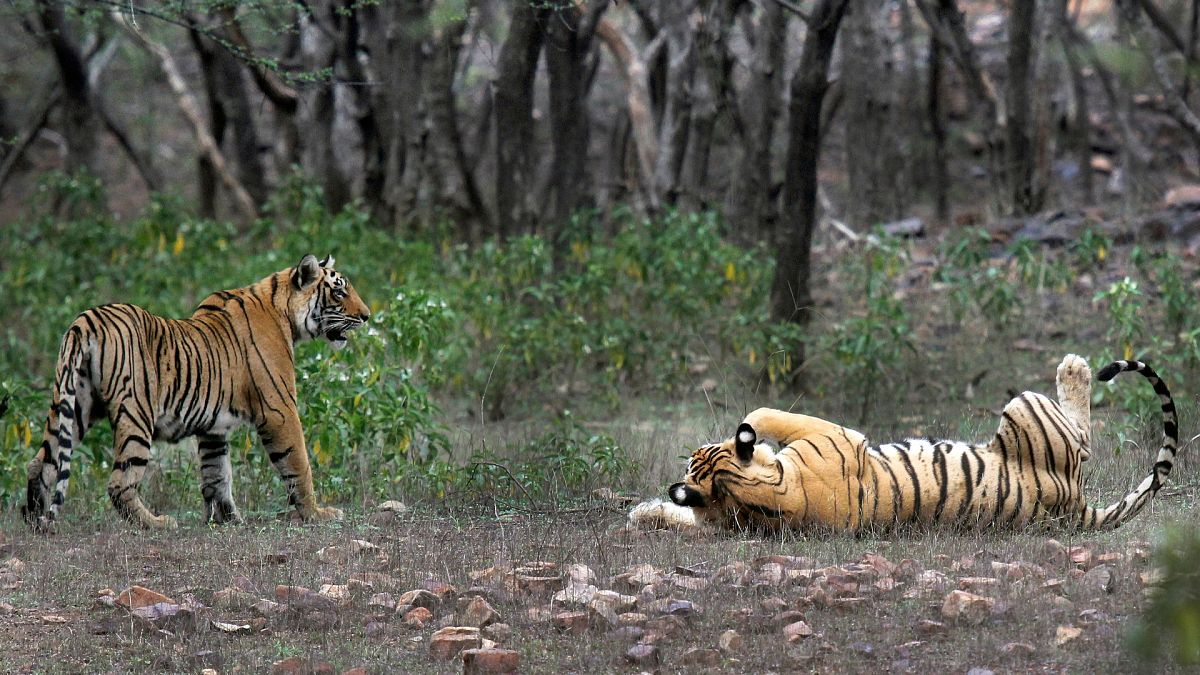 Tigers are visible at the Ranthambore National Park in Sawai Madhopur, India.