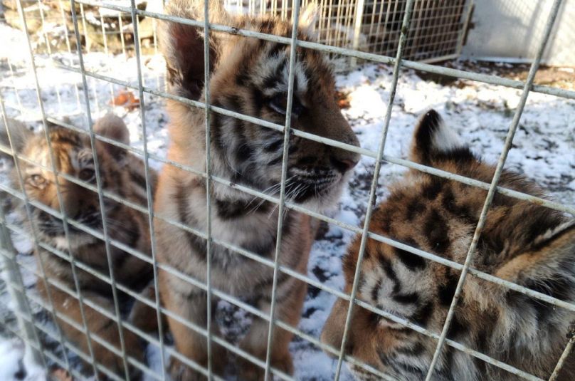 L'opération a conduit à la rescousse de 18 grands chats, dont ces Cubs de Tigre en République tchèque.