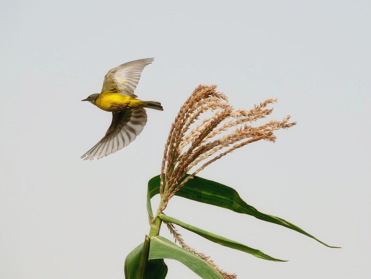 Un oiseau Abu al-Fasad capturé par Ahmed Abdallah