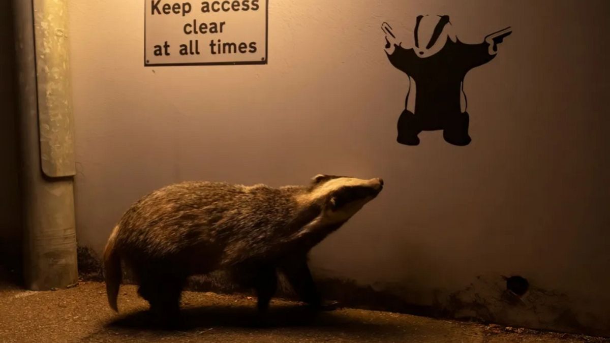 Badger Admiring Banksy Badger remporte le Prix de choix des gens de la faune