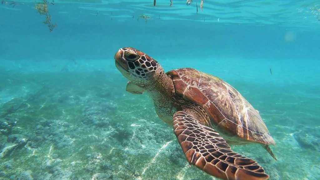 Plastic straws became an environmental crusade