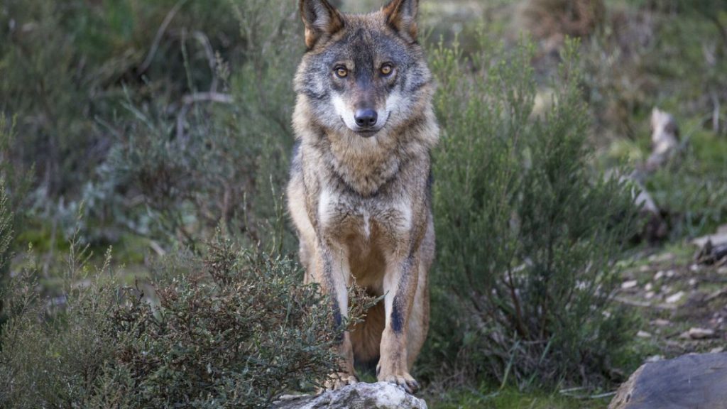 An Iberian Wolf in Greater Côa Valley, Portugal