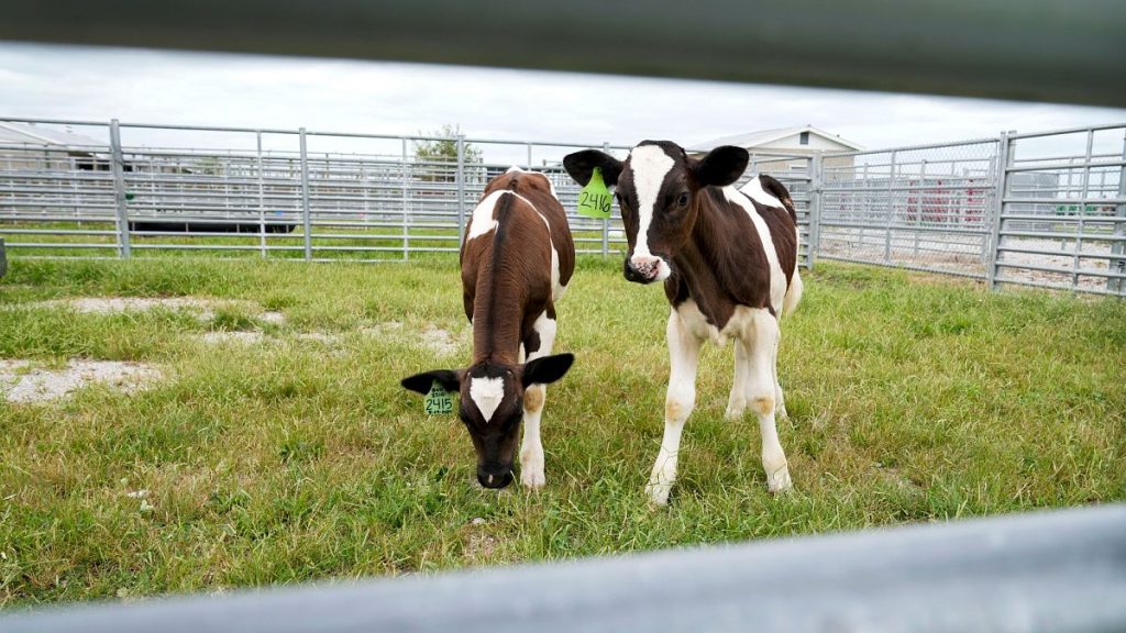 Calves stand in a pen at a US animal disease centre research facility in August 2024.