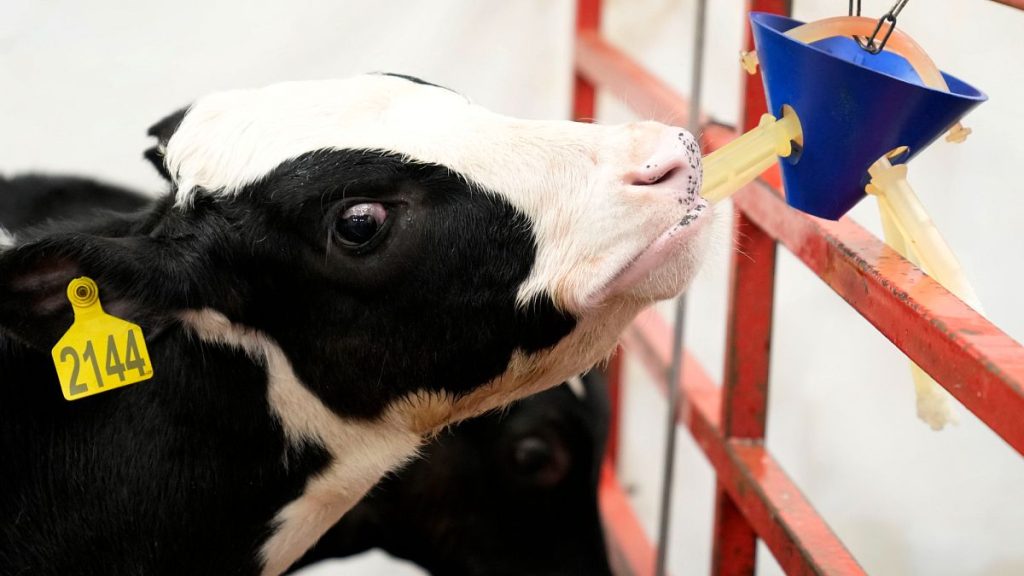 A dairy cow stands in a pen at a US animal disease research facility in August 2024.