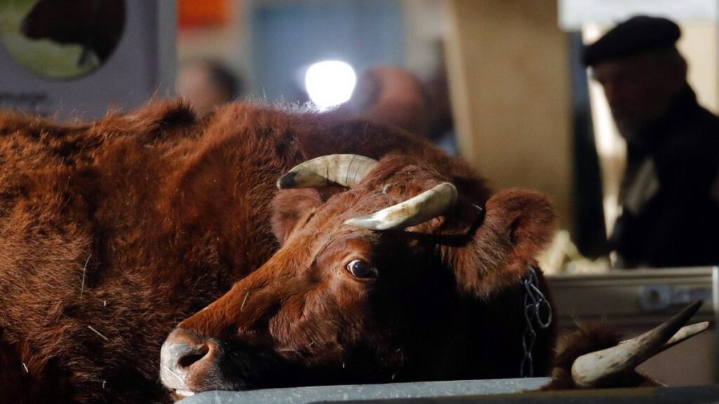 FILE - A farmer stands next cows at the International Agriculture Fair (Salon de l