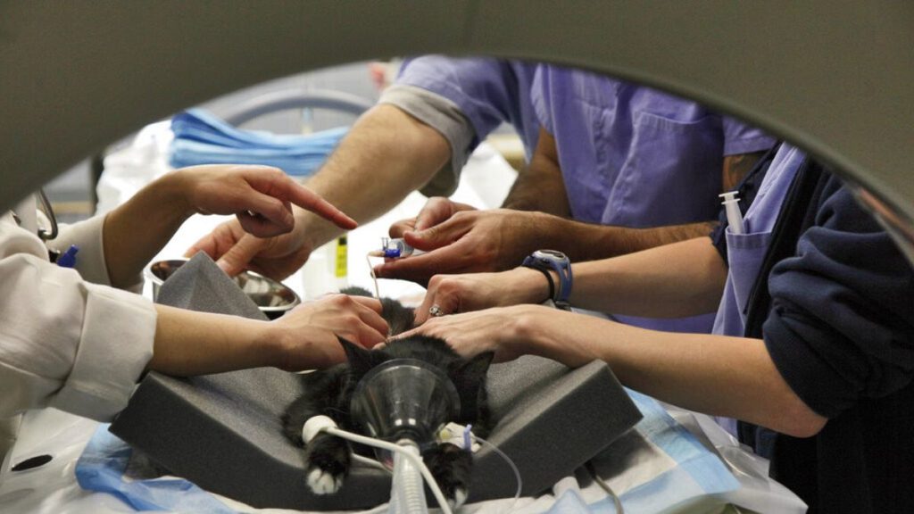 FILE: A cat is prepped in a CAT Scan at the Animal Medical Center of New York, United States, Tuesday, June 22, 2010