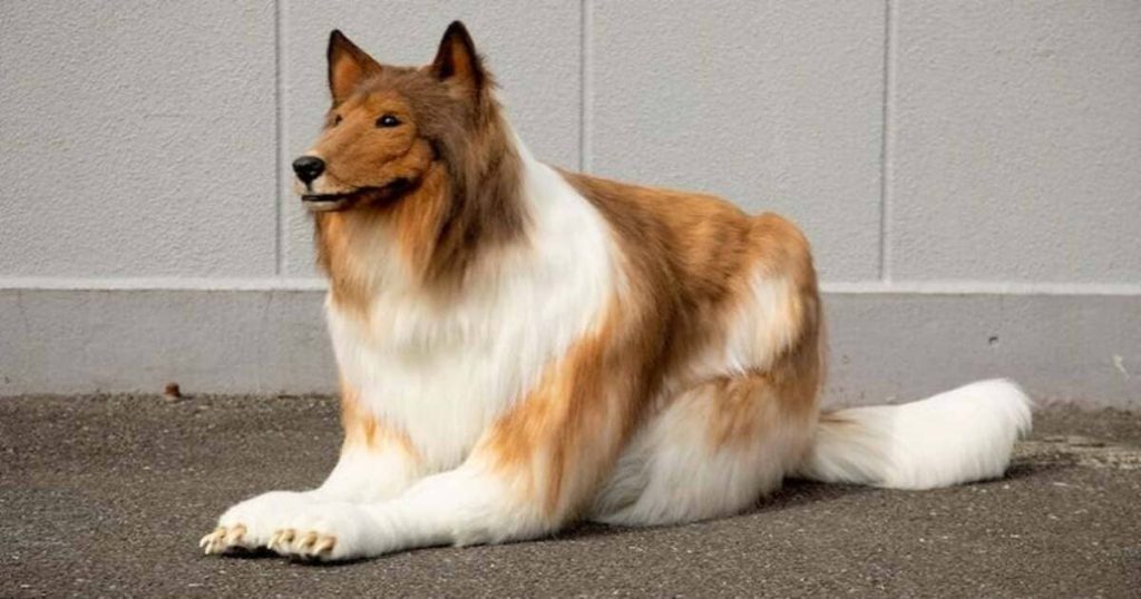 Il réalise son rêve en dépensant 14 000 euros pour se transformer en chien