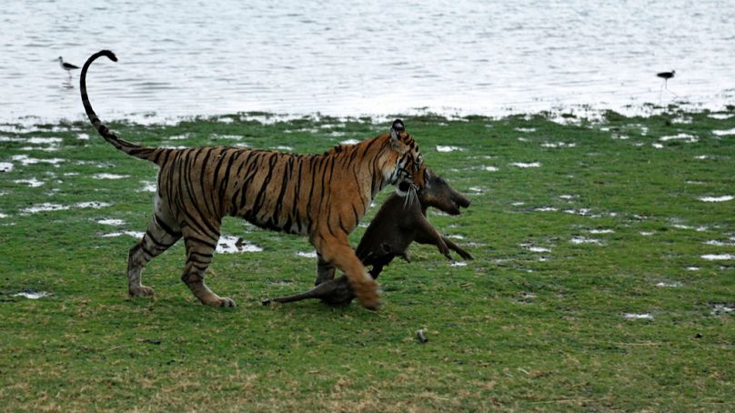 Un tigre du Bengale royal traîne un sanglier après l'avoir tué dans le parc national de Ranthambhore à Sawai Madhopur, Rajasthan, en Inde.