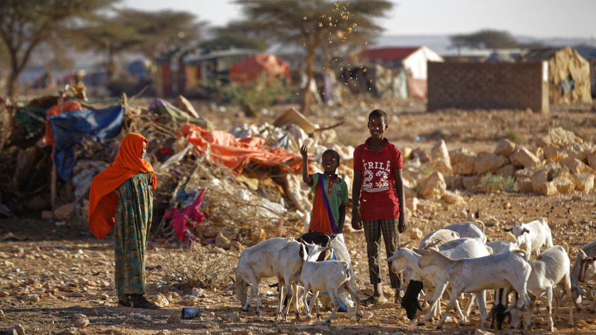 FILE - Boys throw food to feed their goats in a camp for the displaced in Qardho in Somalia
