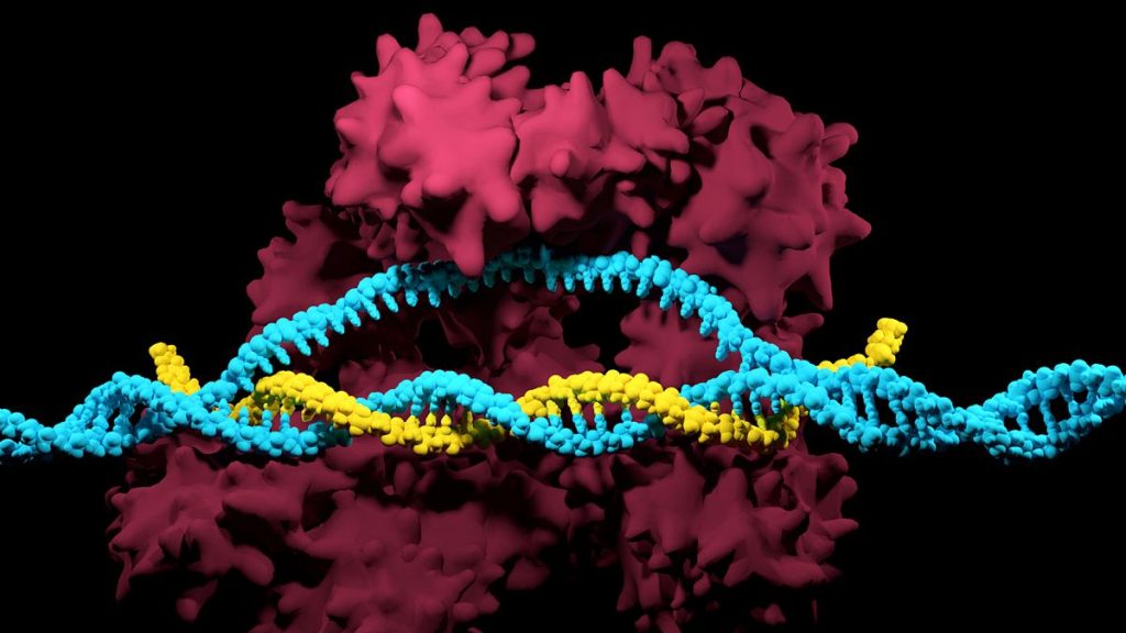 Computer model of a CRISPR ribonucleoprotein