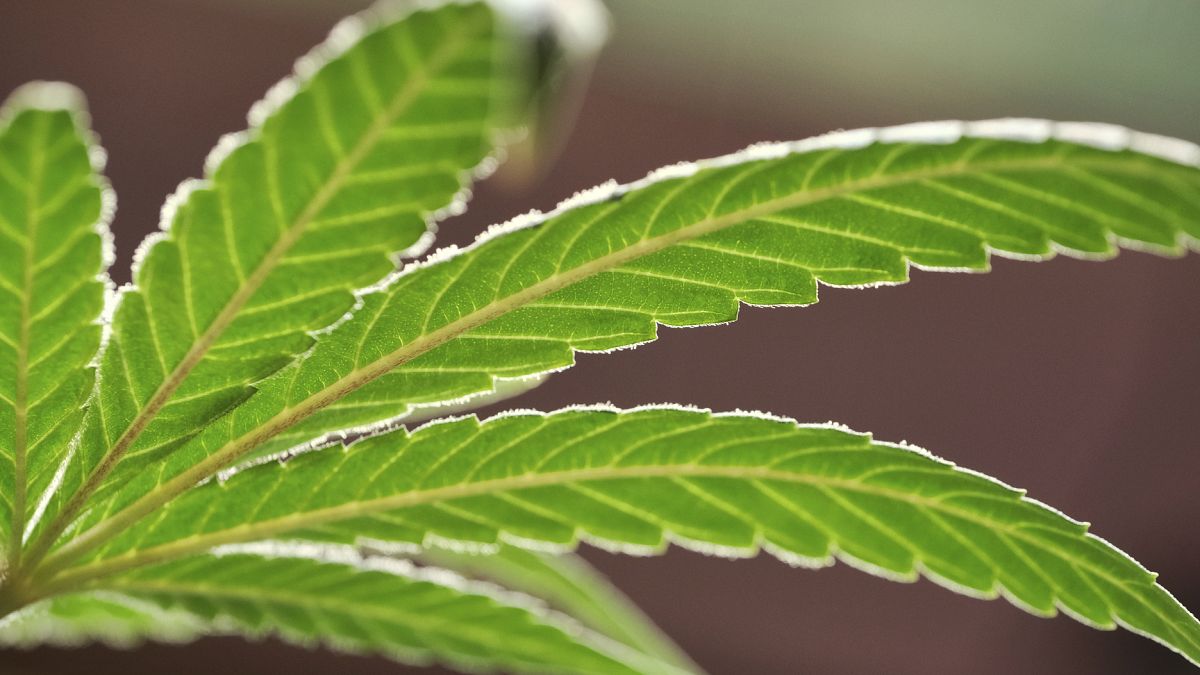 FILE - A marijuana leaf on a plant at a cannabis grow on May 20, 2019, in Gardena, California.