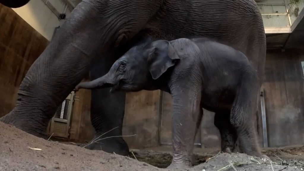 Premiers pas du bébé éléphant du zoo de l'Oregon