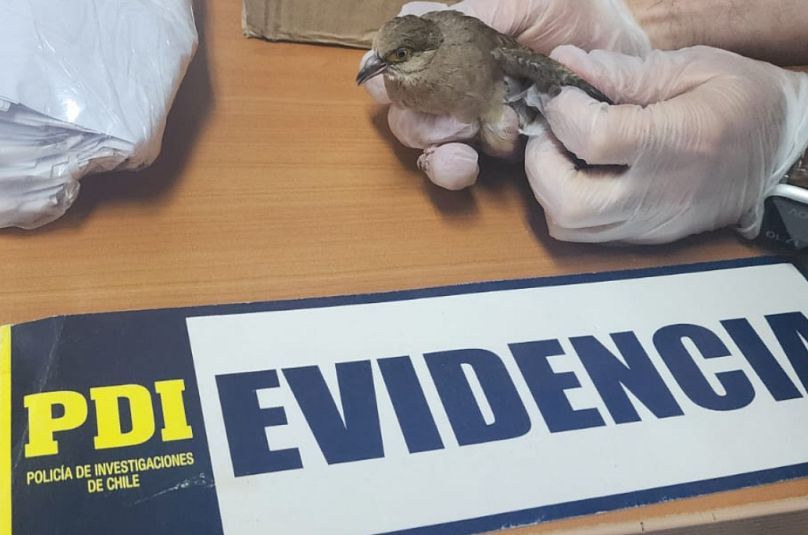 Dans l'ensemble, près de 20 000 animaux vivants, entièrement en voie de disparition ou protégés, ont été sauvés.