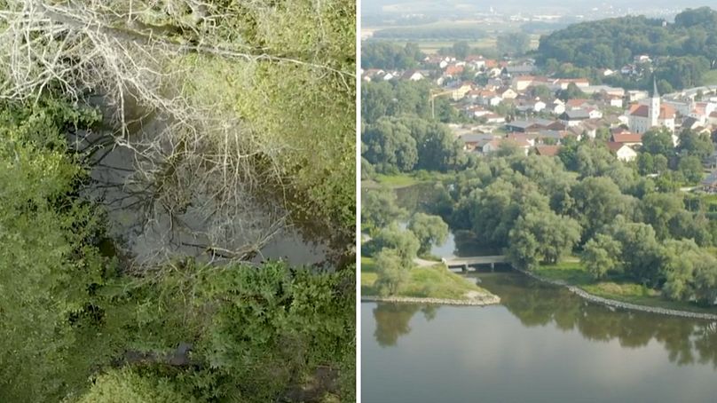 Les Beavers ont ralenti le temps nécessaire à l'eau en amont pour se rendre à Winzer, entre 45 minutes à 20 jours, selon Gerhard Shwab, spécialiste des castors locaux.