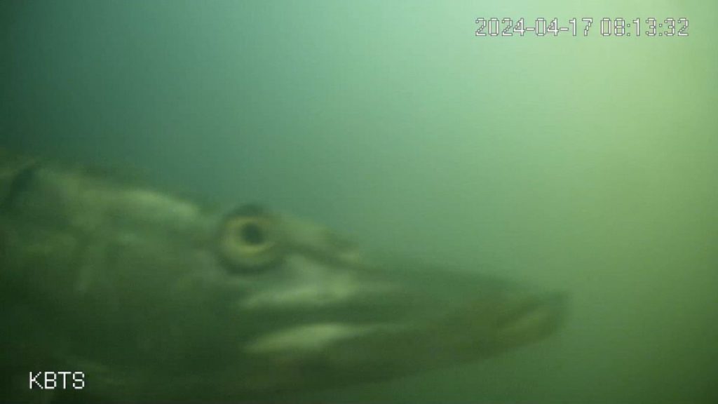 Viewers spot fish on the livestream and press the button to ring the doorbell.