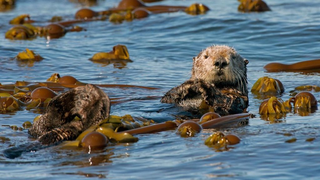 A sea otter kicking back on a bed of kelp.