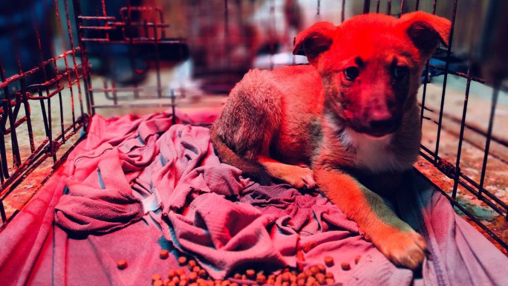 Animal Heroes is launching a new emergency clinic for stray animals in the West Bank.