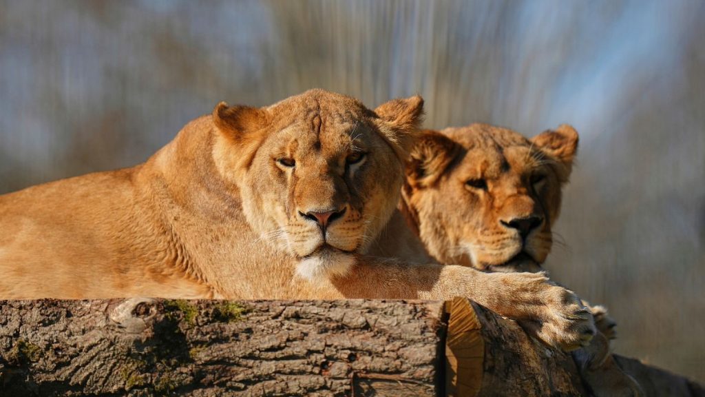 Lion sisters Amani and Lira were rescued from Ukraine.