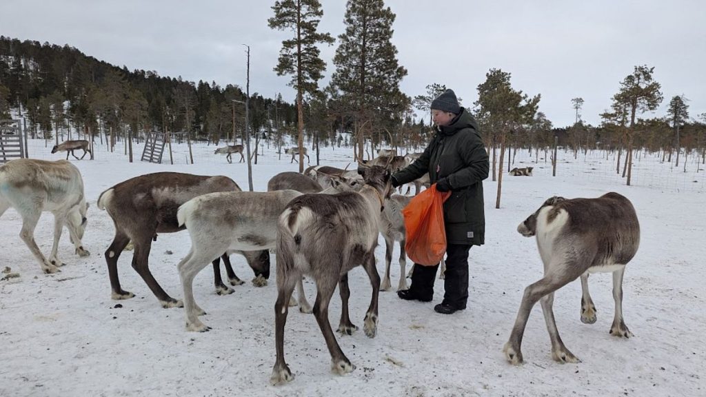 Reindeer crowd around Raisa Kitti as she brings them food.