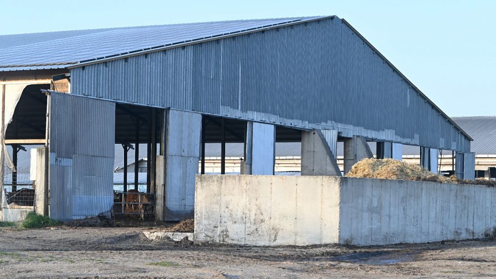Cattle farm in Levél, Győr-Moson-Sopron county