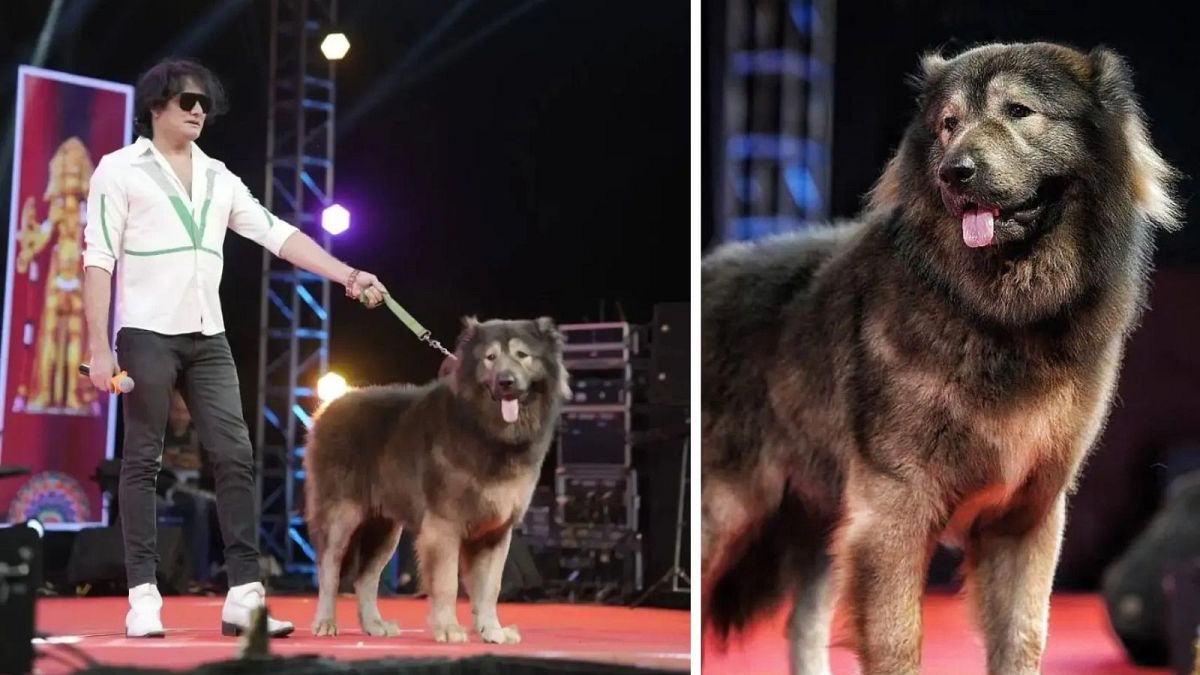 The world’s most expensive dog sells for €5.3 million