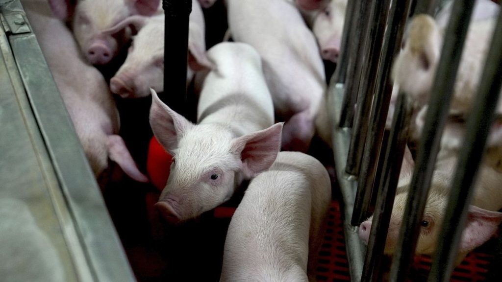 Genetically modified piglets gather together at a research farm in the U.S. in 2024.