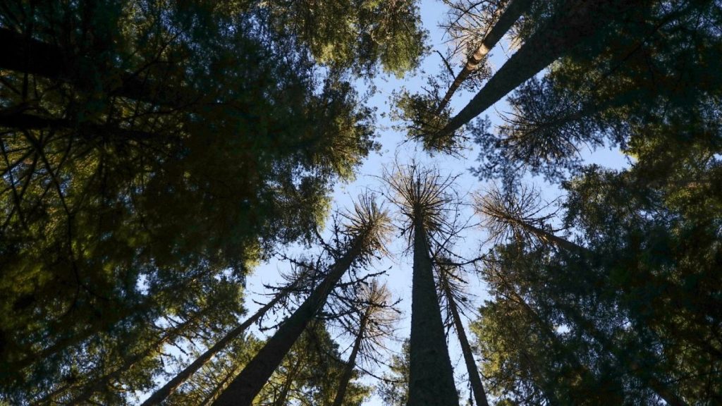 Sun shines through Douglas fir trees in the Willamette National Forest, Oregon, October 2023.