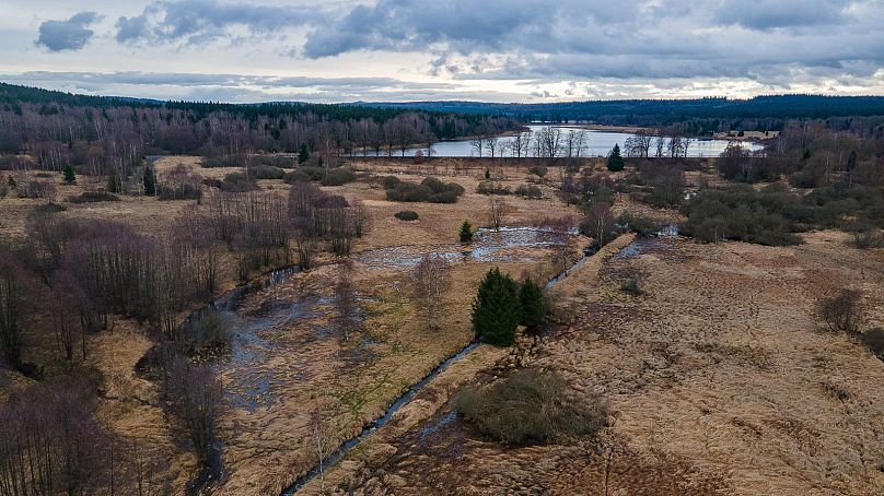 Les Beavers tchèques ont construit une zone humide avec des piscines et des canaux, créant une zone environ deux fois plus grande que prévu.